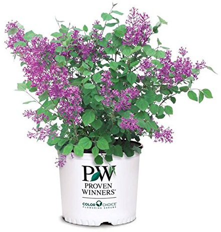 Proven Winners - Syringa x Bloomerang Dark Purple (Reblooming Lilac) Shrub, dark purple flowers, #3 - Size Container