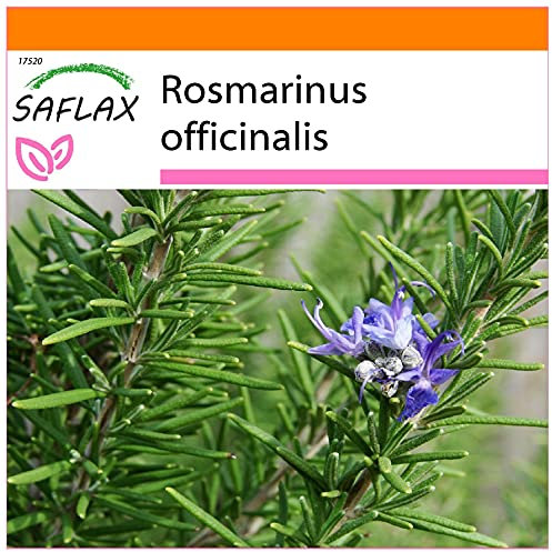 SAFLAX - Jardin dans le sac - Romarin - 100 graines - Rosmarinus officinalis