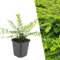 Plants by Frank | 6 Heckenkirsche Pflanzen | Lonicera nitida 'Maigrün' | Bodendecker winterhart mehrjährig | Pflanzen für Garten | Stauden winterhart mehrjährig | Gartenpflanzen
