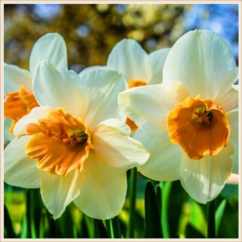 Narzissenzwiebel Winterhart MehrjäHrig-Narzissen Zwiebeln Winterhart Narzissenzwiebel Narzissen Knollen,Schöner Staudengarten Zierpflanzen pflanzen-10zwiebeln-d