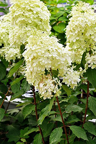 Hortensie Rispenhortensie Phantom Hydrangea paniculata Phantom Containerware 40-60 cm hoch