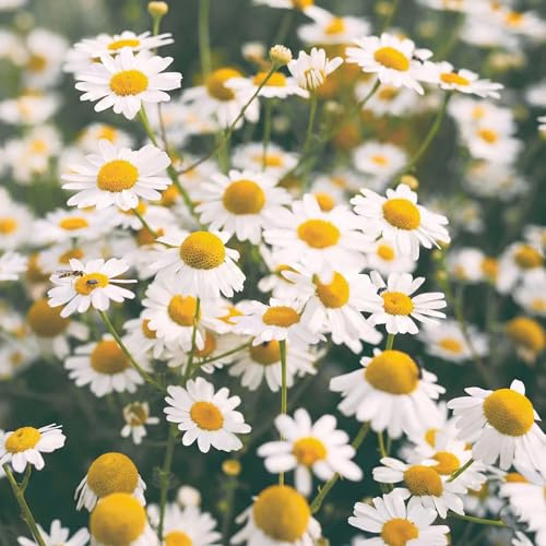 Semi di Camomilla_ da Piantare 6g | Alta Germinazione | Camomilla_ Officinale per Orto, Vaso e Balcone | Pianta Aromatica e Medicinale | Facile da Coltivare|Molteplici Semi per Coltivazione Domestica