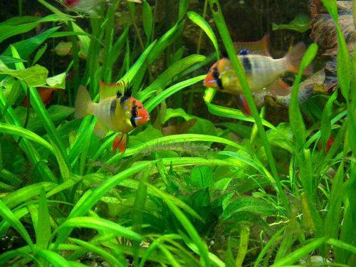 15 barschfeste Pflanzen + Dünger + Aufbereiter, Aquariumpflanzen, Wasserpflanzen