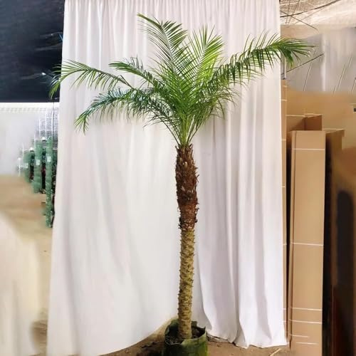 semillas de palma - 120pcs