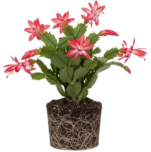 Red Christmas Cactus Plants Live, Size 3-6 Christmas Cactus Plant, Colorful Holiday Houseplant Flowering Succulent Live Plants for Planting, Well Rooted, No Pot