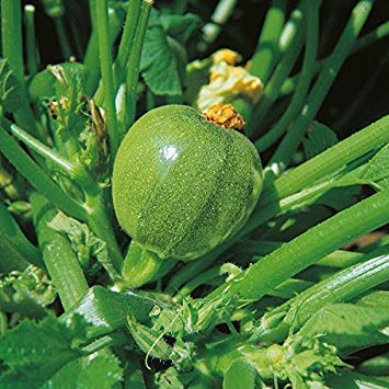 Shop Meeko Courgette - Tondo di Nizza - 15 Graines