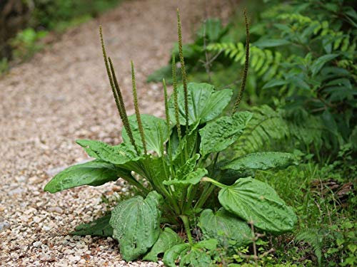 AGROBITS Latifoglie ain - fa - 25 + - Heirloom!