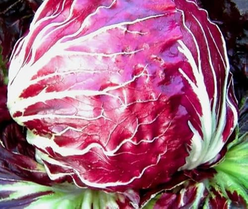 1 Pack of 1000 SEEEDS Radicchio Palla Rossa