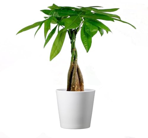 American Plant Exchange Money Tree – 4-Inch Pot with Cover – Live Easy Care Indoor Houseplant, Air-Purifying, Low-Light Bonsai Plant for Home, Office & Garden Decor