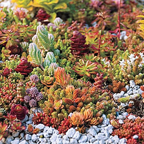 Aamish 50 piezas de semillas de colores mezclados Sedum
