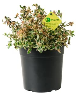 Plantì Abelia Grandiflora - Arbusto Rustico Sempreverde da Esterno, Pianta per Giardino e Terrazzo, Variegata Bianca, Vaso da 19 cm, 6 Mesi di Concimazione con Sistema Plantì