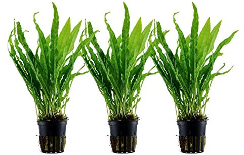 AquaOne Aquarium Pflanze 3 Stück Microsorum pteropus I Wasserpflanze Aquariumpflanze Wurzelstock/Rhizom voll durchwurzelt einfach pflegeleicht Aquascaping Dekoration