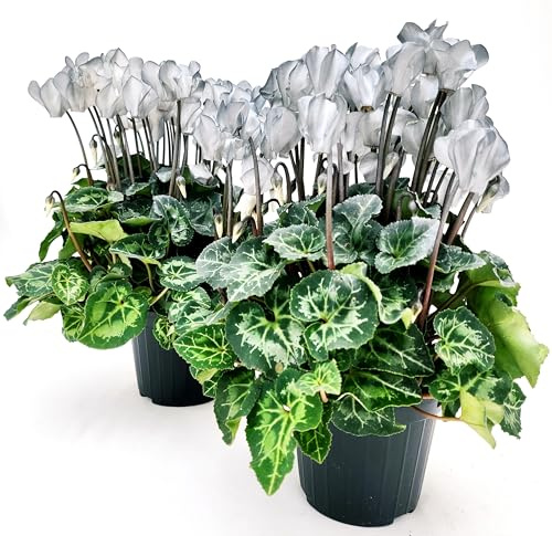 POWERS TO FLOWERS - CICLAMINO COLOR LIFE ARGENTO, 6 PIANTE, VASO 12CM DIAMETRO, piante vere