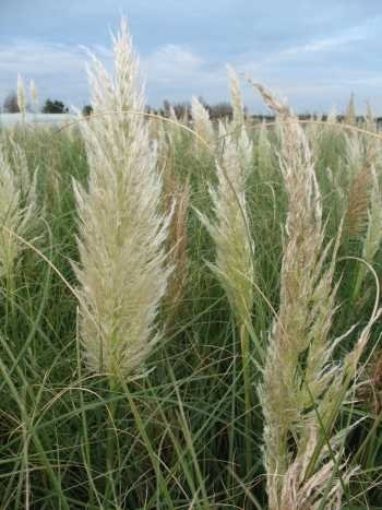 Zwerg Pampasgras Cortaderia selloana Pumila im 5 Liter Pflanzcontainer