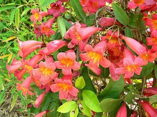 Vivaio Garden Forest Bignonia Campsis Radicans Madame Galen Rampicante