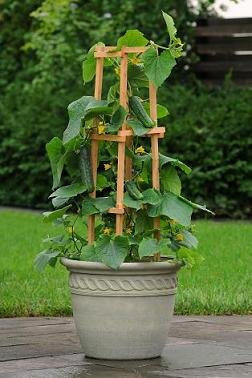 Cucumber Patio Snacker 10 Seeds - high yielding Variety, Great Container Veg