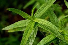 200 Graines de Menthe (Mentha longifolia)