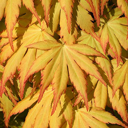 Acer palmatum Katsura - Japanese Maple Tree | Large Outdoor Garden Ready Plant in Pot (20-30cm Incl. Pot)