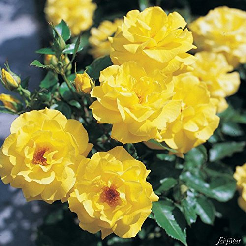 Beetrosen in vielen Sorten und Farben (Im 5 Liter Container, Friesia)