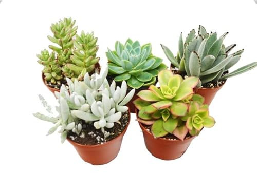 Pack Cinco Unidades de Mini Crasas Plantas de Tipo Suculentas Naturales