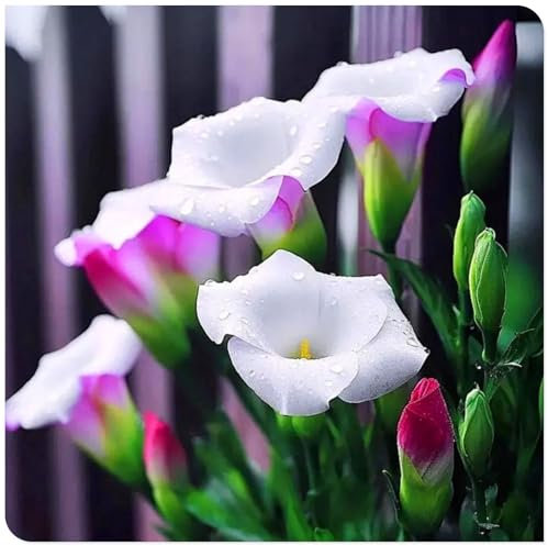 Calla-Lilienzwiebeln – winterhart und leicht zu züchten – geeignet für die Bepflanzung im Freien und in Töpfen – mehrjährige Gartenpflanzen-6zwiebeln-A