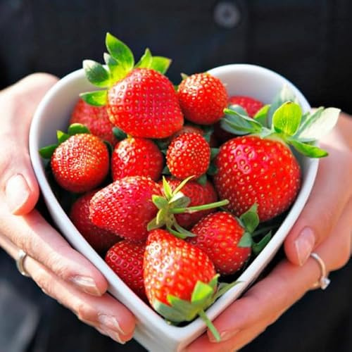 Semillas de Fresas de Fácil Germinación Planta de Uso Comestible
