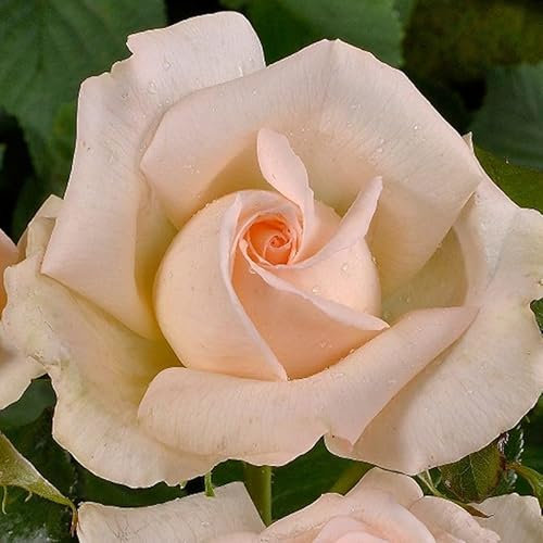 Edelrose 'Chandos Beauty ®' ist eine creme-apricot bis zartrosafarbene, öfterblühende Gartenrose mit intensivem Duft. Im 6 Liter Topf.