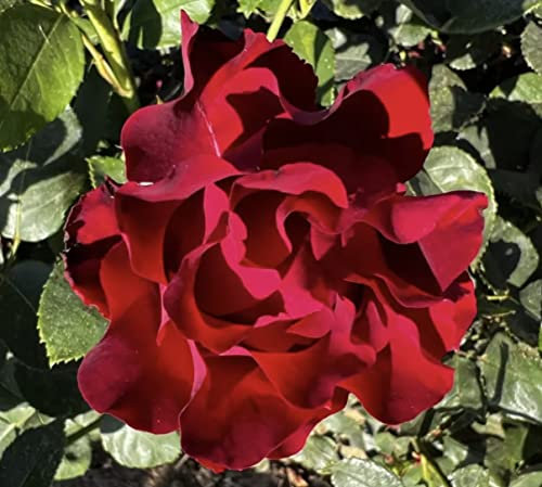 'Hommage A Barbara' - Red Frilled Edge Blooms- Potted Rose