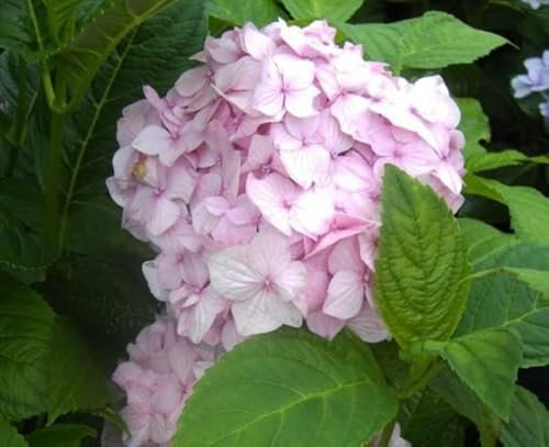 Bauernhortensie Nikko Blue - Ballhortensie - Hydrangea macrophylla Nikko Blue