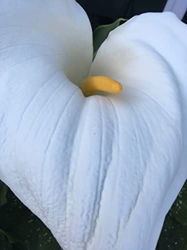 Giant Arum Lily Seeds, Zantedeschia aethiopica (White Giant)