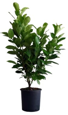 Vivaio Garden Forest, Lauroceraso Prunus laurocerasus - 50 unità di arbusto sempreverde per siepi, Foglie grandi verde lucido, Fiori bianchi primavera, Ideale privacy e bordure
