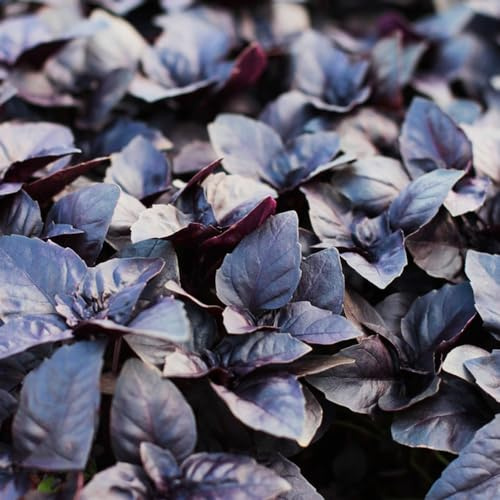 Semillas Albahaca orgánica - variedades antiguas balcón 300pcs
