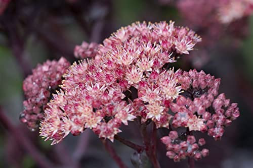 Sedum spectabile 'Purple Emperor' 11 cm Topf – Winterhart, Mehrjährig, Pflegeleicht – Fetthenne – Staude für Beet & Steingarten
