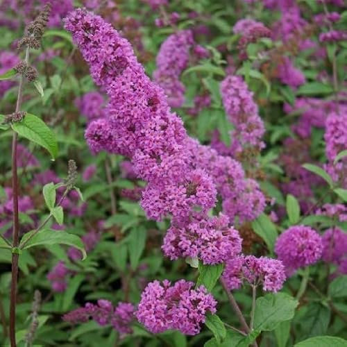 Vivai le Georgiche - Pianta vera di Buddleja davidii Border Beauty Buddleia, Albero delle farfalle 'Border Beauty' - vaso Ø 15 cm