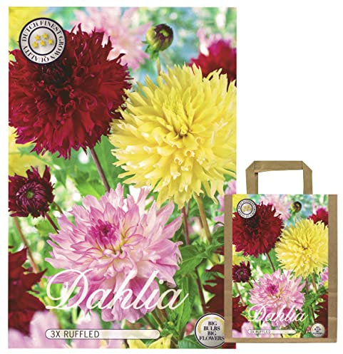Fleurs d'été, dahlias, bulbes, mélange de dahlias, mélange de couleurs pour l'été, tubercules, bulbes de fleurs, fleurs multicolores (3 x dahlias Ruffled)
