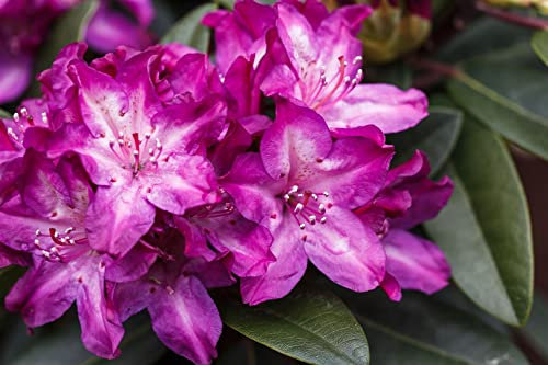 Rhododendron Hybr. 'Anatevka' 30-40 cm - Rhododendron, rosa Blüten, Blütezeit Mai-Juni, ideal für halbschattige Standorte, immergrün, pflegeleicht