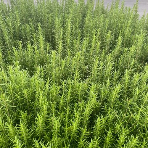 semi di rosmarino - balcone, varietà antiche al coperto giardino roccioso in vaso selvatiche, resistenti rare 100pcs