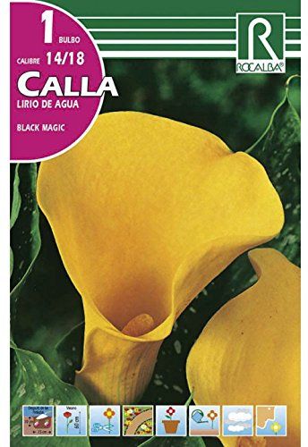 BULBO CALLA LIRIO DE AGUA BLACK MAGIC - CALA FLOR JARRO - 1 UD…