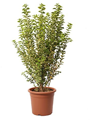 KENTIS - Ligustrum Japonicum Ovalifolium Aurea avec Décoration de Vase en Jute - Troène - Vraies plantes de haie - Plante de balcon de jardin extérieur - H 80-100 cm Pot de Culture Ø 24 cm avec Jute