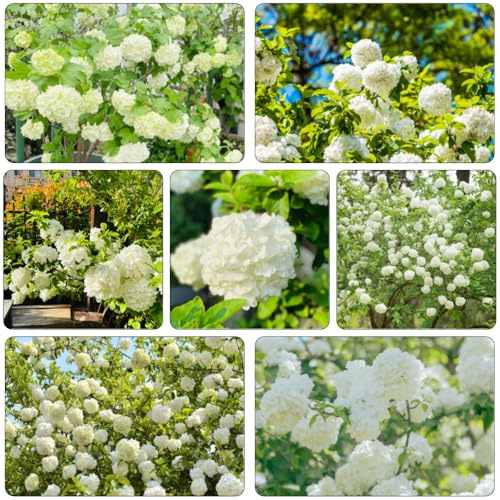 hortensia bola de nieve - Viburnum opulus semillas de exóticas balcón primavera decorativas jardín interior perennes resistentes trepadoras 160pcs