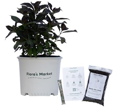 Eclipse Hydrangea - 3 Gallon - Includes Planting Kit