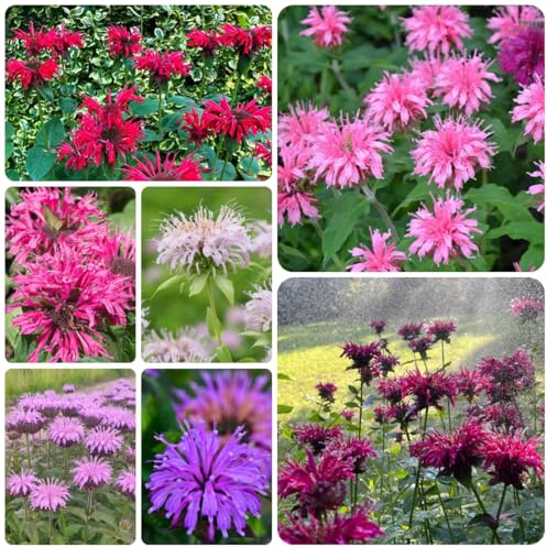 Semi di melissa ortica indiana tappezzante perenne resistente di ortica indiana selvatici da balcone, recisi rare, decorazione soggiorno 250pcs