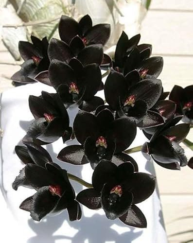 ZECHONDRA Neue e 100 Stück Phalaenopsis-Orchideen-Blumensamen Schwarz