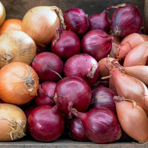 FLORIUM - Collection Trio d'oignons (1 000 g), mélange de 3 variétés d'oignons, bulbes d'hiver robustes de Hollande, plantes parfaites pour des récoltes riches : jaune, rouge et blanc, 14 à 21 mm (pas