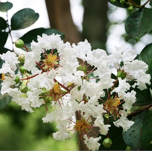 Lila des Indes Blanche - Lagerstroemia indica Pot 3 Litre +/- 40 cm