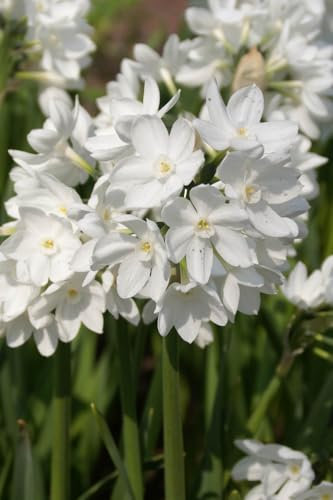 Daffodil Paper White Narcissus 10 Bulbs