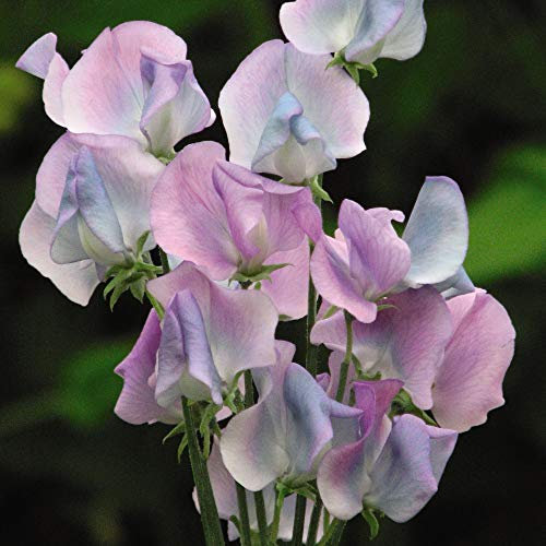 Sweet Pea 'Turquoise Lagoon' Lathyrus odoratus Hardy Annual Flowers Seeds Garden Plants Grow Your Own 1 x Seed Packet (20 Seeds) Sweet Pea 'Turquoise Lagoon' by Thompson and Morgan