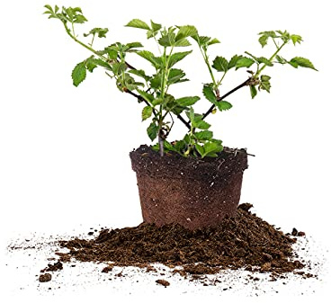 Perfect Plants Arapaho Thornless BlackBerry Bush 1 Gal. Pot Tasty Sweet Fruit Large Firm Berries