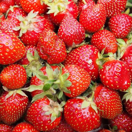 Semi di fragola resistente - rampicanti 500pcs