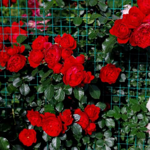 semillas de rosal, Rosa chinensis, decoración de sala estar Cubresuelos resistentes con, exóticas invernaderos balcón trepadoras 1200pcs